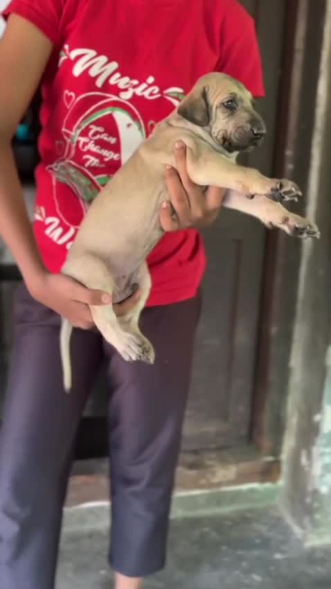 Chippiparai Puppy, farm video