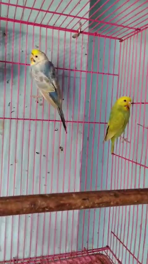 Holland Budgies, farm video