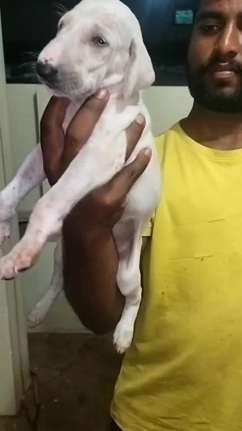 Mudhol Hound Puppy, farm video