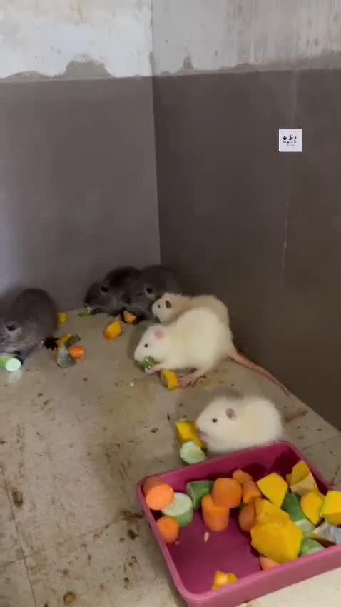 Coypu Rat, farm video