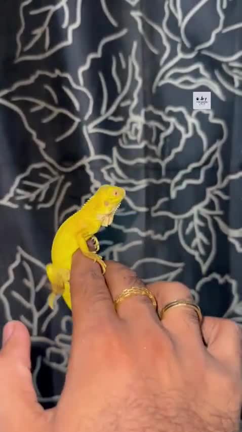 Iguana, farm video