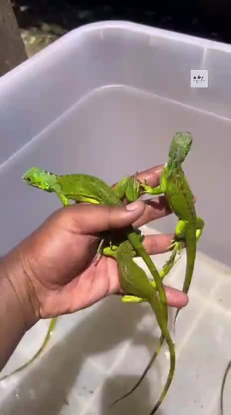 Iguana, farm video