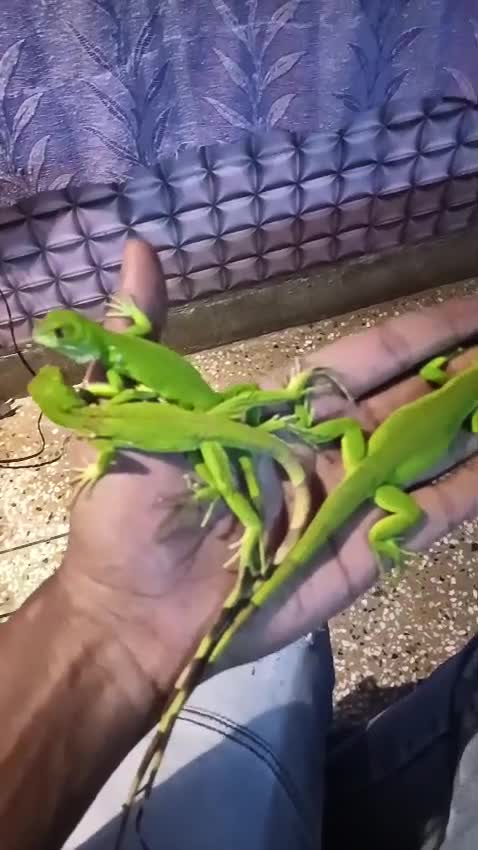 Iguana, farm video
