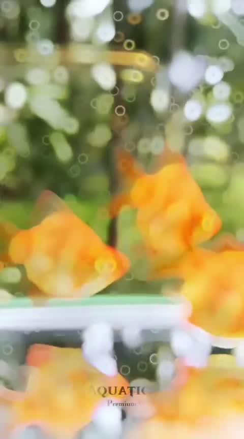 Barb, farm video