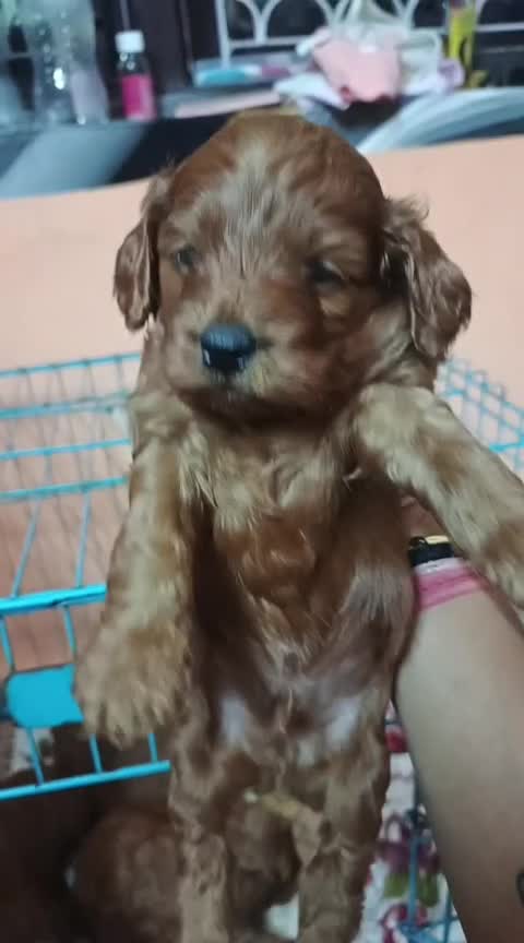 Cockapoo Puppy, farm video