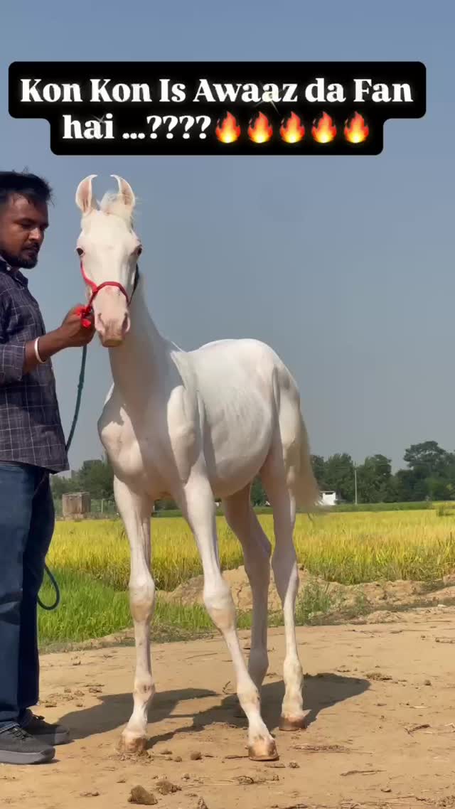Horse, farm video