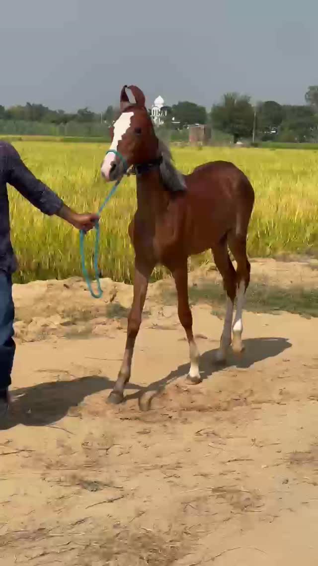 Horse, farm video