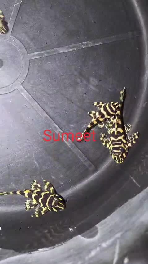 Pleco, farm video