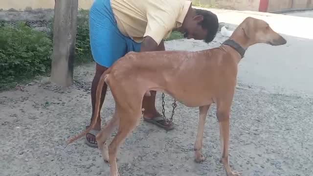 Mudhol Hound Puppy, farm video