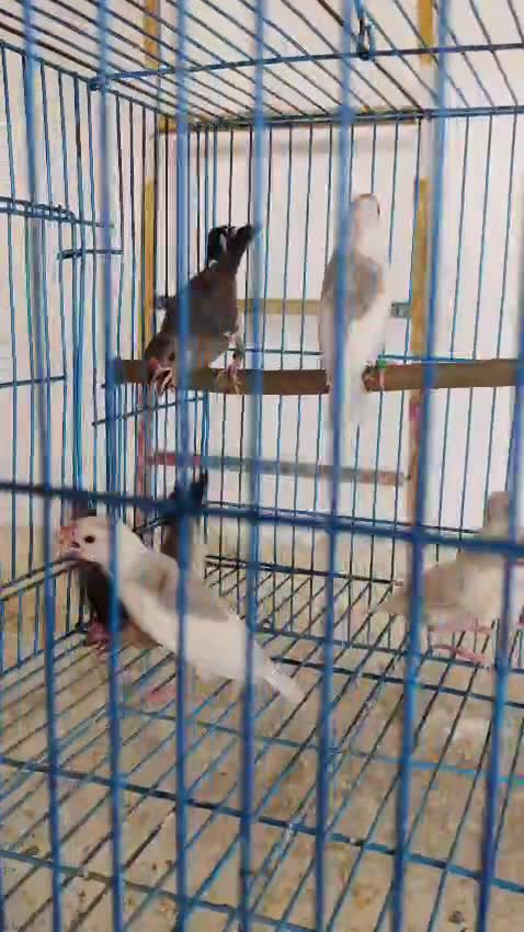 Java Sparrow, farm video