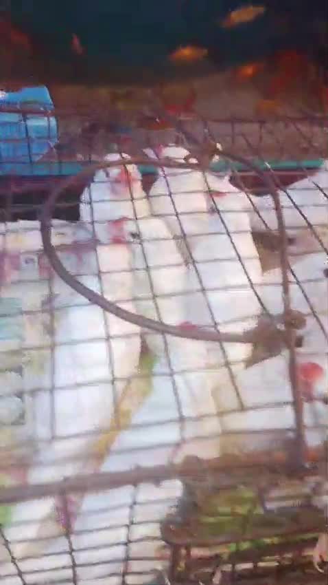 Java Sparrow, farm video