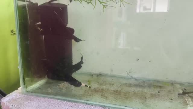 Knifefish, farm video