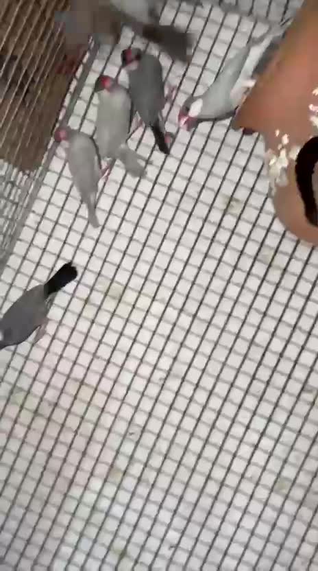 Java Sparrow, farm video