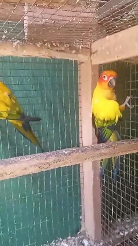 Java Sparrow, farm video