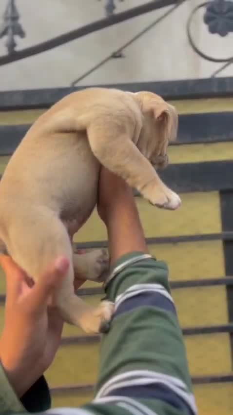 American Bully Standard Size Puppy at a farm in Sangrur, Punjab