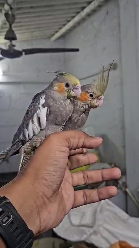 Cockatiel | Albino at a farm in Kallakurichi, Tamil Nadu