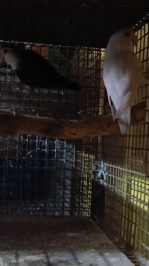 African Love Birds | Cobalt Blue at a farm in Howrah, West Bengal