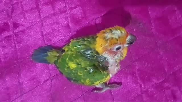 Sun Cheek Conure at a farm in Palakkad, Kerala