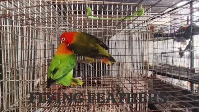 African Love Birds | Yellow & Orange at a farm in Thiruvananthapuram, Kerala