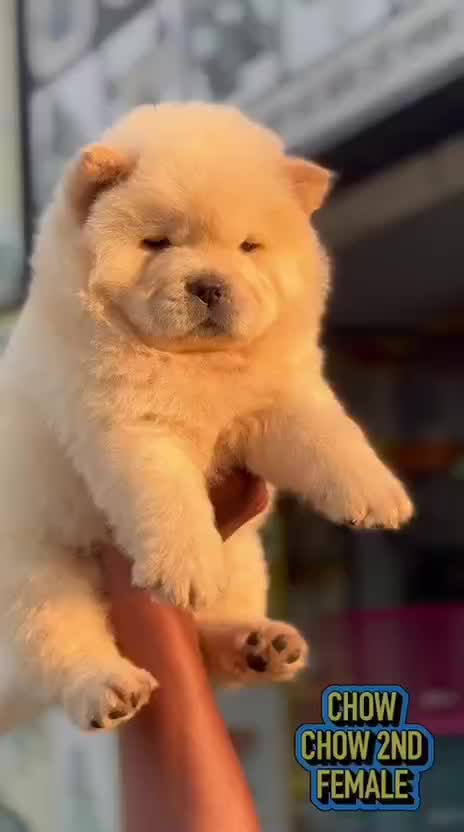 Chow Chow Puppy | Fawn Color at a farm in Barnala, Punjab