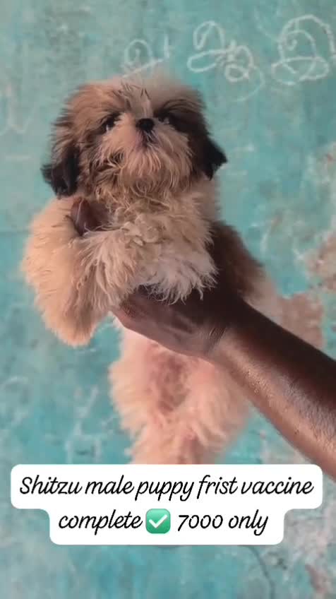 Shih Tzu | Black & White Color at a farm in Rajapalayam, Tamil Nadu