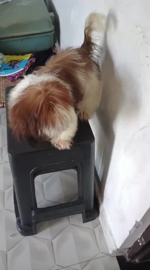 Shih Tzu | Black Color at a farm in India