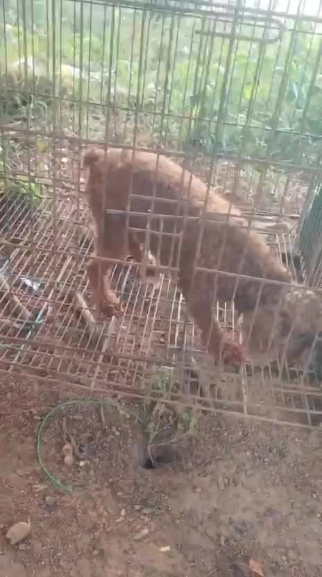 Standard Poodle Puppy at a farm in Bengaluru, Karnataka