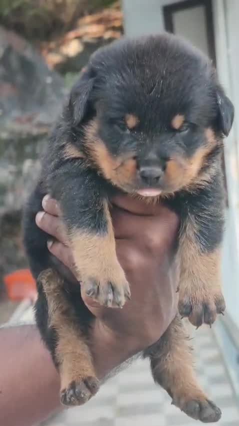 Rottweiler Puppy at a farm in Madurai, Tamil Nadu