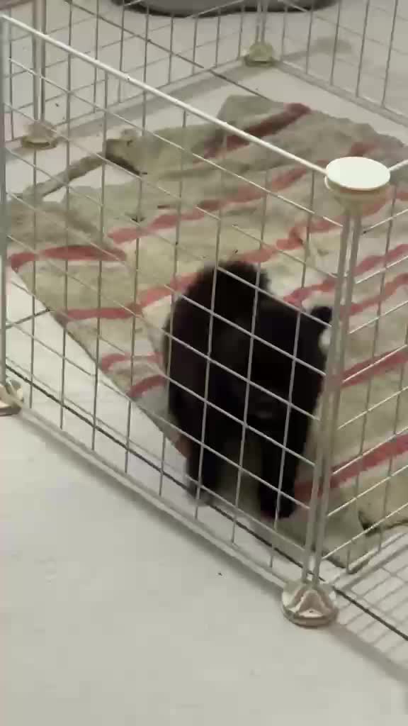 Pomeranian Puppy | Black Color at a farm in Rajpura, Punjab