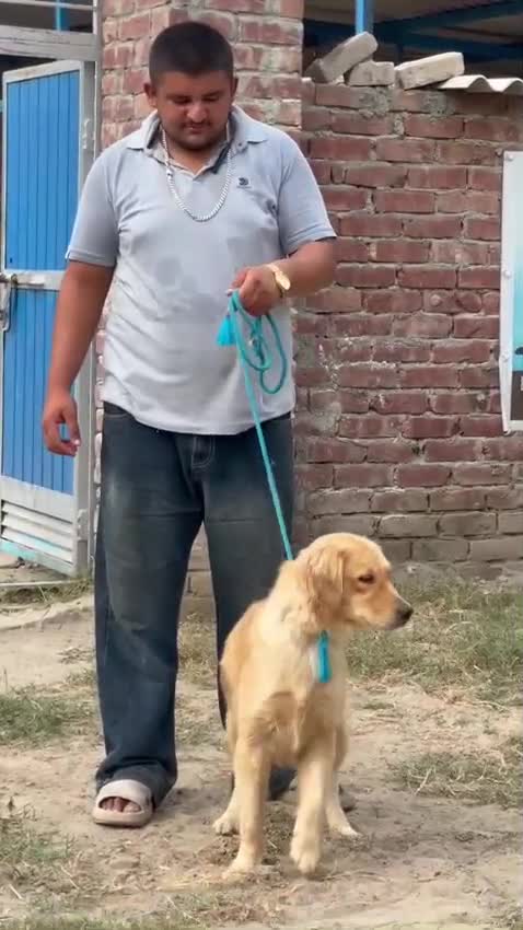 German Shepherd Puppy at a farm in Moga, Punjab