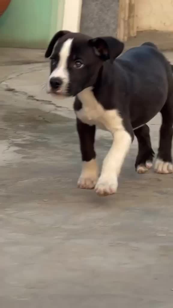 European Doberman Puppy at a farm in Ludhiana, Punjab