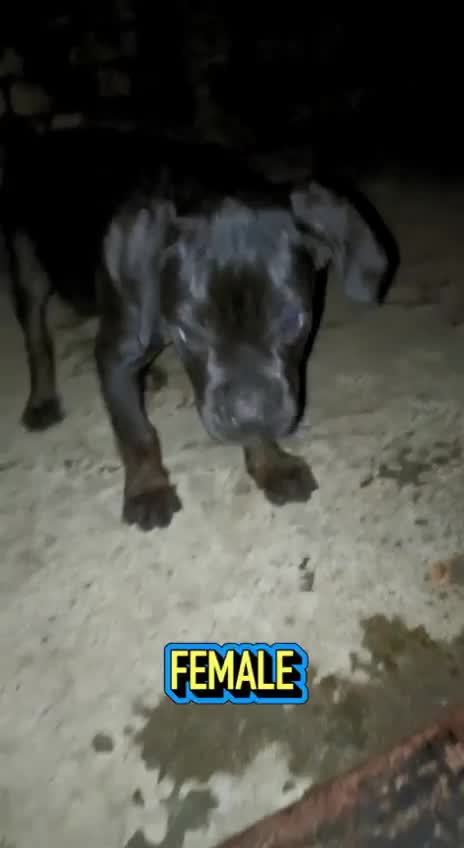 Cane Corso Puppy at a farm in Ludhiana, Punjab