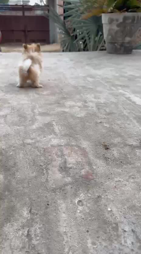 Pomeranian Puppy at a farm in Doda, Jammu And Kashmir