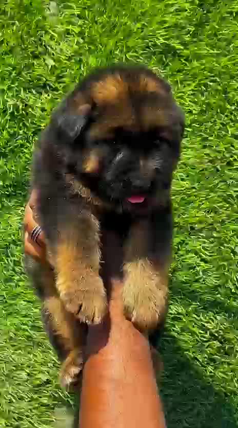 German Shepherd Puppy | Z Black at a farm in India