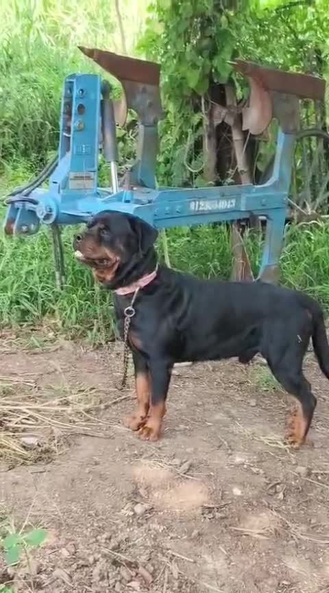 Rottweiler Puppy at a farm in Bengaluru, Karnataka