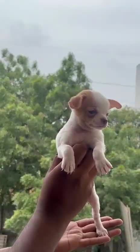 Chihuahua Puppy at a farm in Hyderabad, Telangana