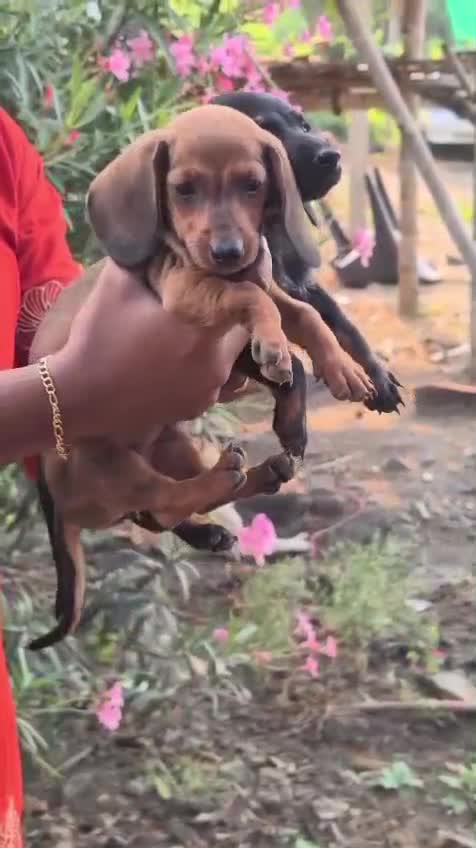 Dachshund Puppy at a farm in Thanjavur, Tamil Nadu