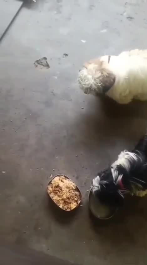Shih Tzu | Tri Color Puppy at a farm in Kozhikode, Kerala