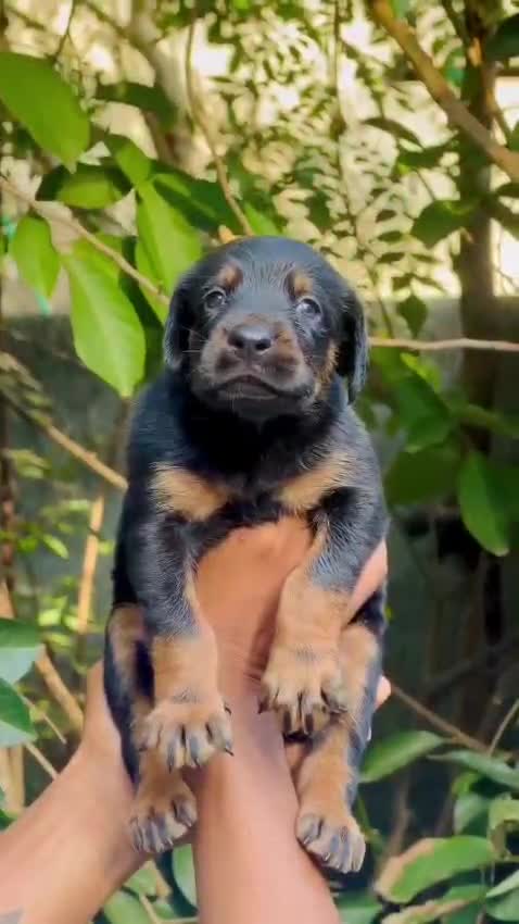 Dachshund Puppy at a farm in Kozhikode, Kerala