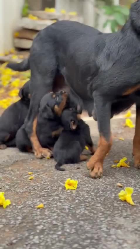Dachshund Puppy at a farm in Kozhikode, Kerala