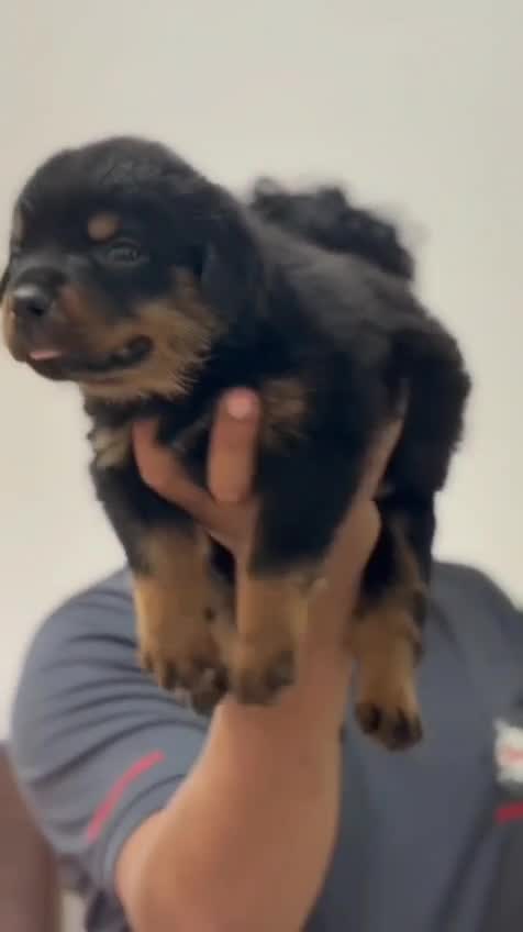 Rottweiler Puppy at a farm in Kozhikode, Kerala
