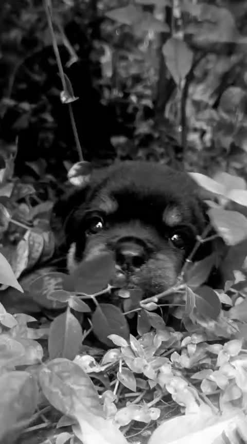 Rottweiler Puppy at a farm in Kozhikode, Kerala