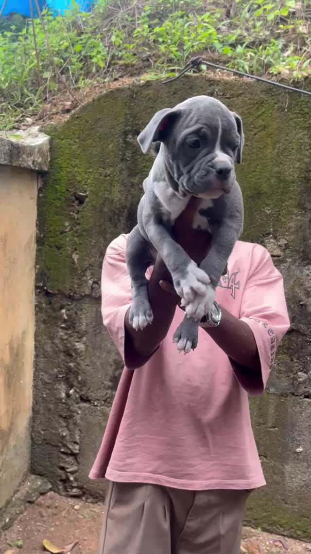 American Bully Pocket Size Puppy at a farm in Kozhikode, Kerala