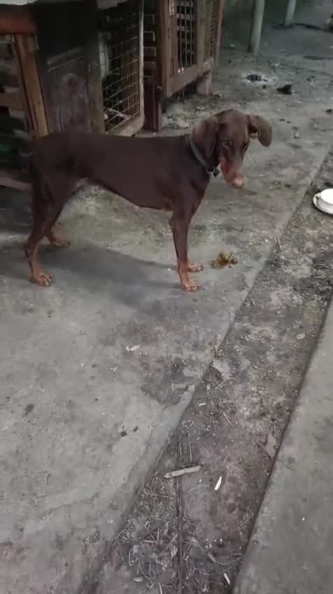 Dachshund Puppy at a farm in Kozhikode, Kerala