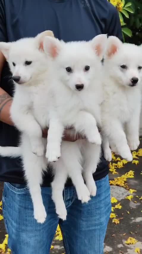 Pomeranian Puppy | Black Color at a farm in Bengaluru, Karnataka