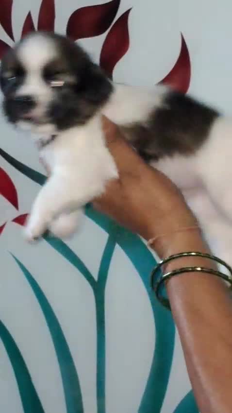 Shih Tzu | Black Color at a farm in Bijnor, Uttar Pradesh