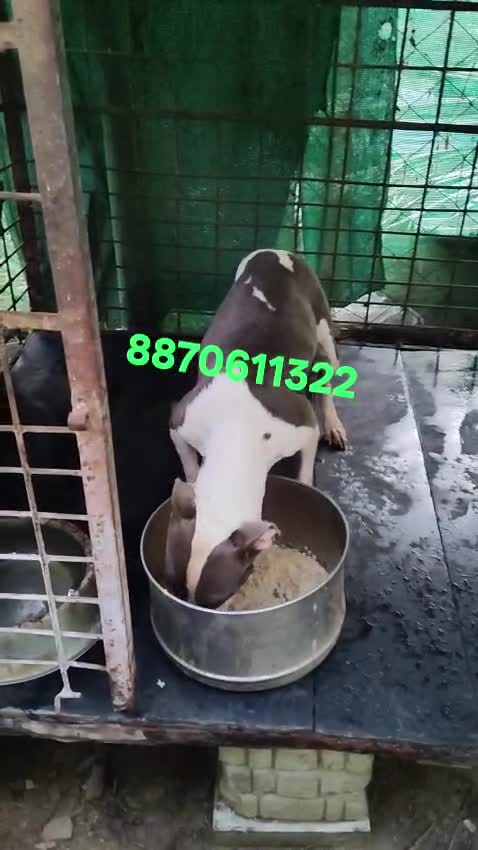 Shih Tzu | Tri Color Puppy at a farm in Coimbatore, Tamil Nadu