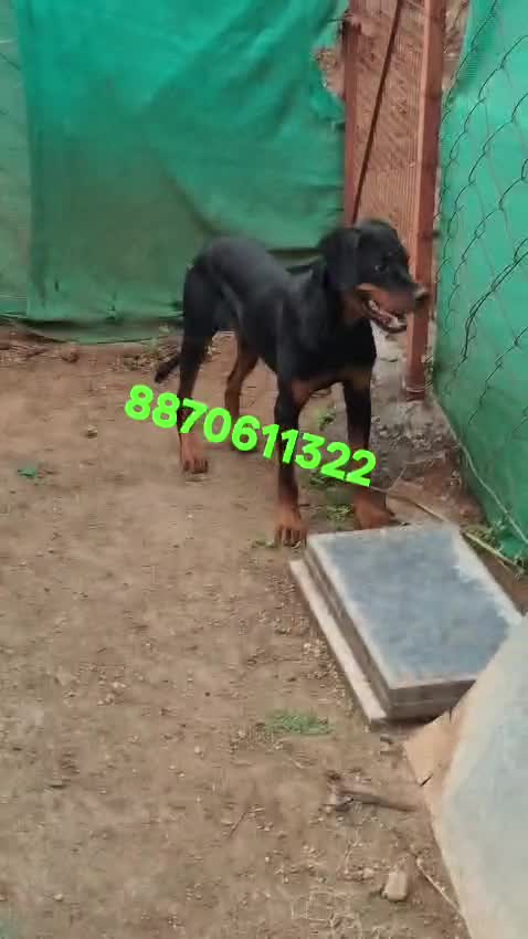 Shih Tzu | Tri Color Puppy at a farm in Coimbatore, Tamil Nadu