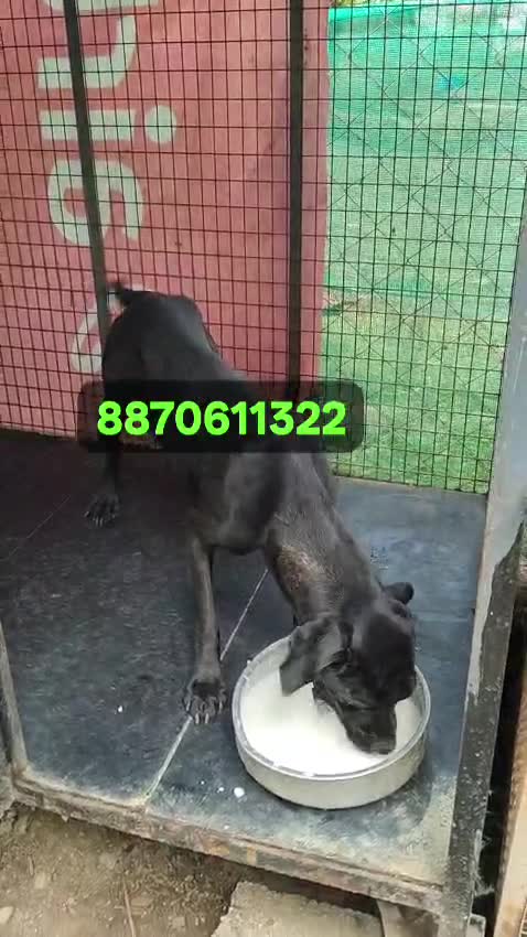 Standard Poodle Puppy at a farm in Coimbatore, Tamil Nadu