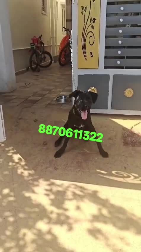 Standard Poodle Puppy at a farm in Coimbatore, Tamil Nadu